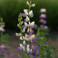 Sunrise Lupin