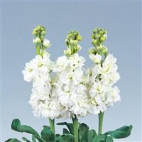 Early Arrow White Matthiola