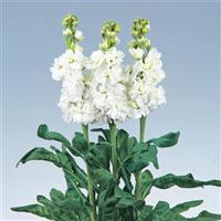 Early Arrow White Matthiola