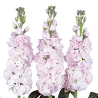 Early Iron Cherry Blossom Matthiola