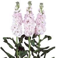 Early Iron Cherry Blossom Matthiola