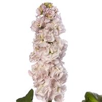 Stox Silver Matthiola
