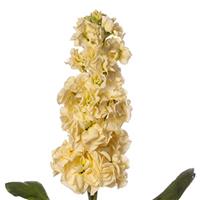 Stox Yellow Matthiola
