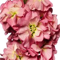 Stox Antique Rose Matthiola