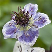 Hispanica Delft Blue Nigella