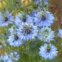 Miss Jekyll Sky Blue Nigella