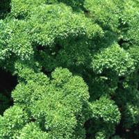 Forest Green Parsley