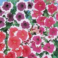 Ball Picotee Mix Petunia