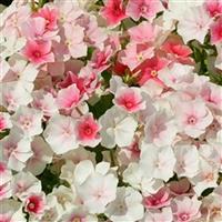 Blushing Bride Phlox