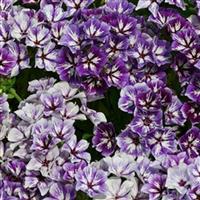 Sugar Stars Phlox
