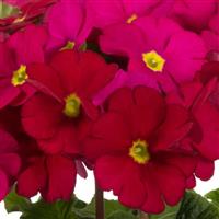 Touch Me Midi Wine Red Primula Obconica