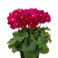 Touch Me Midi Wine Red Primula Obconica