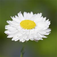 Blanche Rhodanthemum