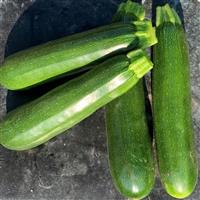 Fortress Squash