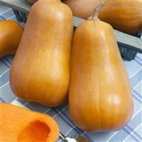 Honeybaby Squash