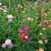 King Mix Strawflower