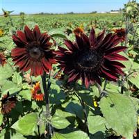 Rouge Royale Sunflower