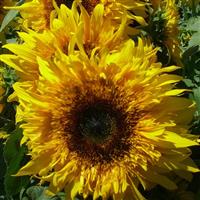 Starburst Panache Sunflower
