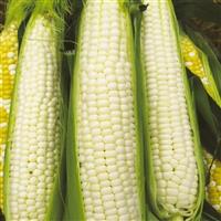 Silver Queen Sweet Corn
