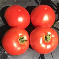 Galahad Tomato