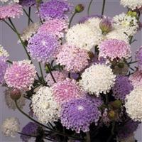 Lace Heavenly Umbels Trachymene