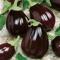 Satin Moon Eggplant