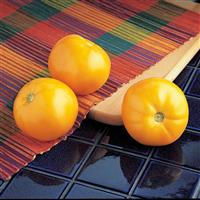 Carolina Gold Tomato
