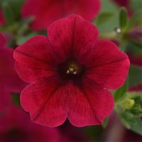 ColorRush™ Red Petunia