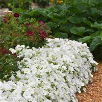ColorRush™ White Petunia