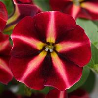 ColorRush™ Merlot Star Petunia