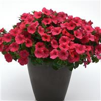 ColorRush™ Watermelon Red Petunia
