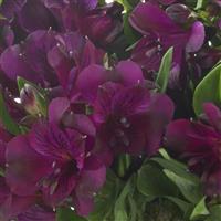 Inticancha Paraiso Alstroemeria