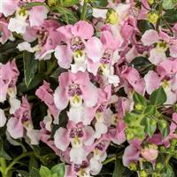 Angelface Wedgwood Pink Angelonia