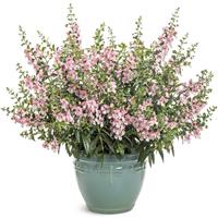 Angelface Wedgwood Pink Angelonia