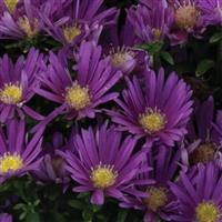 Aster Aurora Purple
