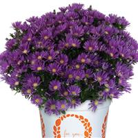 Aster Aurora Purple