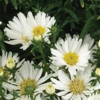 Aster Aurora White