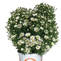 Aster Aurora White