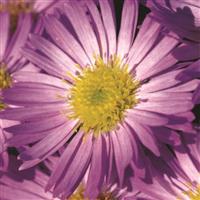 Daydream Lavender Aster