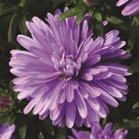 Henry I Blue Aster