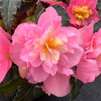 Beaugonia Pink Lemonade Begonia