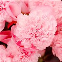 Birthday Bash Cotton Candy Begonia