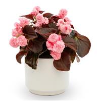 Birthday Bash Cotton Candy Begonia