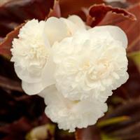 Birthday Bash Cream Puff Begonia