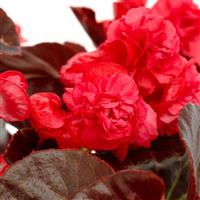 Birthday Bash Chocolate Cherry Begonia
