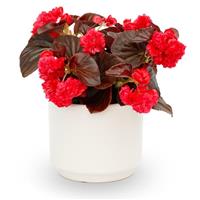 Birthday Bash Chocolate Cherry Begonia