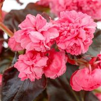 Birthday Bash Raspberry Sherbert Begonia