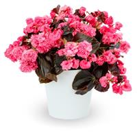 Birthday Bash Raspberry Sherbert Begonia