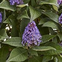 Buddleia Little Rockstars Blue