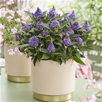 Buddleia Little Rockstars Blue